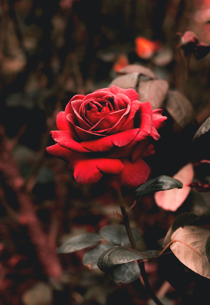Décoration romantique aux pétales de rose dans une suite Maison Nina — options et expériences
